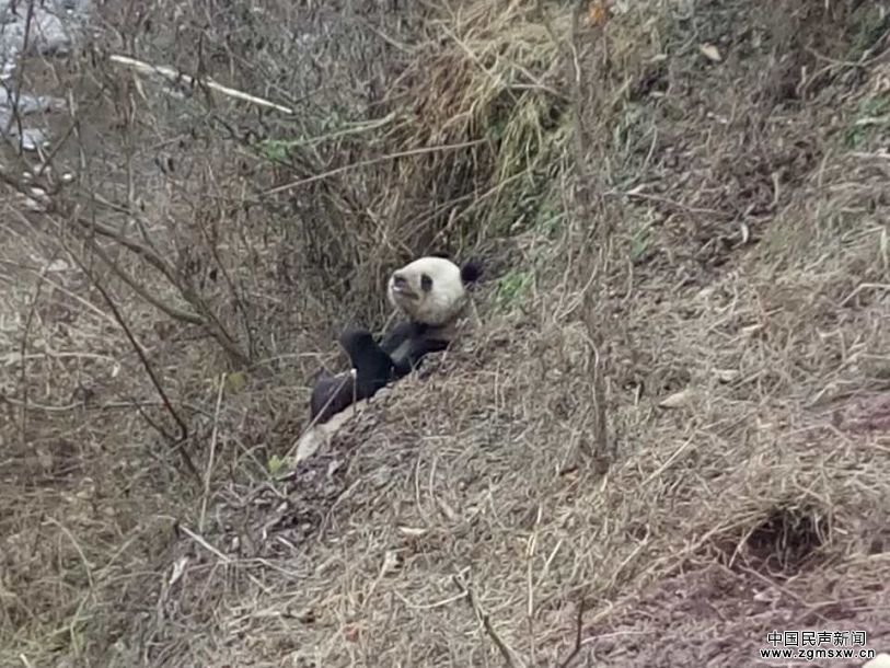 四川发现两只野生大熊猫 啃食村民山羊