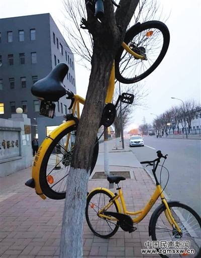 3月19日，北京昌平城区，一辆ofo单车被挂在树上。